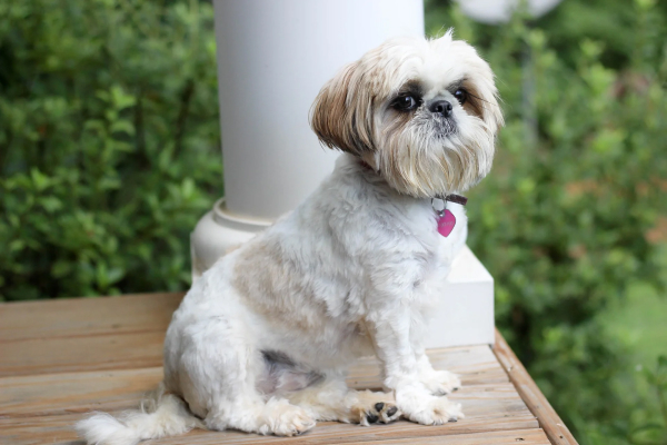 shih tzu