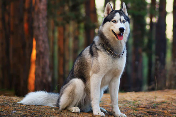 Siberian Husky Puppies for Sale - Discover Your Perfect Furry Companion ...