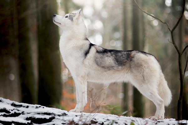 Siberian Husky